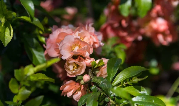 Krásné květiny v botanické zahradě na jarní den — Stock fotografie