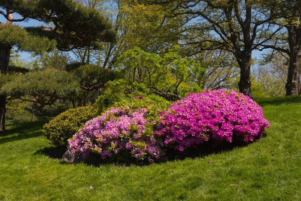 Hermosas flores en un jardín botánico en un brillante día de primavera — Foto de Stock