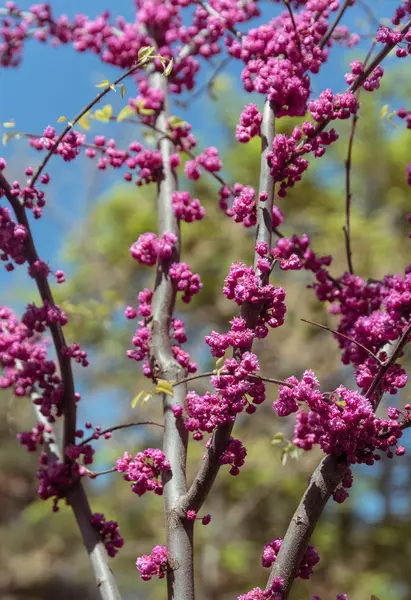 Lindas flores em um jardim botânico em um dia de primavera brilhante — Fotografia de Stock