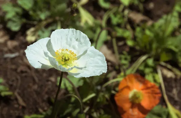 Piękne kwiaty w ogrodzie botanicznym w dzień jasny wiosenny — Zdjęcie stockowe