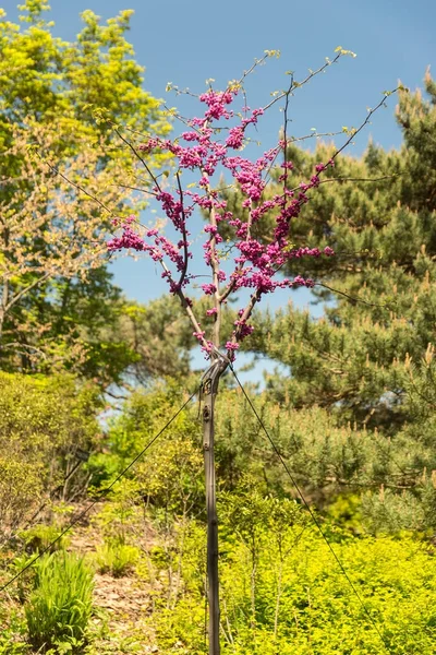 Hermosas flores en un jardín botánico en un brillante día de primavera — Foto de Stock