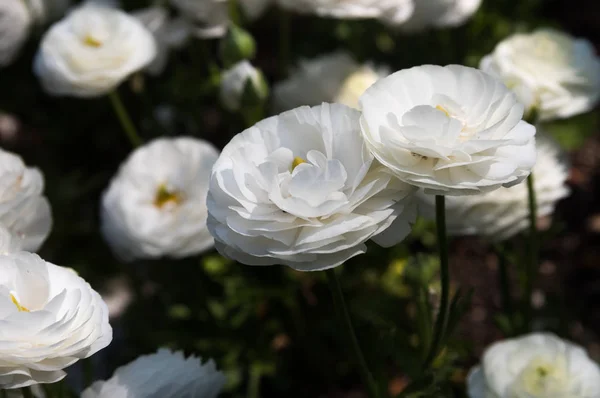 Hermosas flores en un jardín botánico en un brillante día de primavera — Foto de Stock