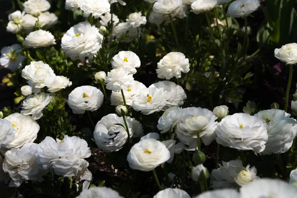 Krásné květiny v botanické zahradě na jarní den — Stock fotografie
