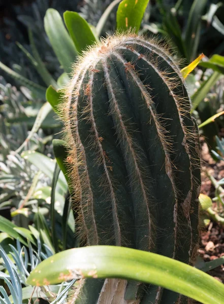 Krásný zelený kaktus v botanické zahradě v Chicagu — Stock fotografie