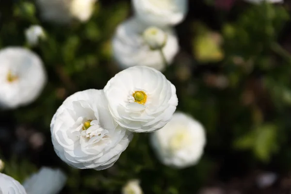 Piękne kwiaty w ogrodzie botanicznym w dzień jasny wiosenny — Zdjęcie stockowe