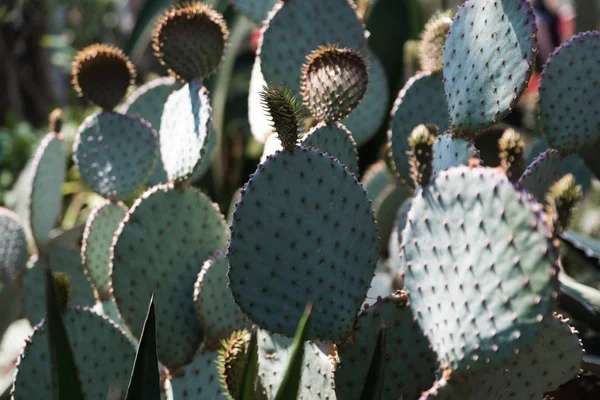 Bellissimo cactus verde in un giardino botanico a Chicago — Foto Stock