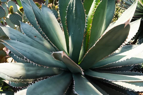 Krásný zelený kaktus v botanické zahradě v Chicagu — Stock fotografie