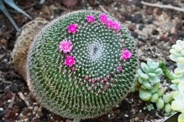 Beau cactus vert dans un jardin botanique à Chicago — Photo