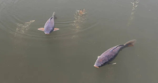 Peixe grande nadando em um lago de um jardim botânico — Fotografia de Stock