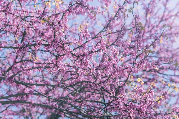 Flores em uma árvore em um parque — Fotografia de Stock