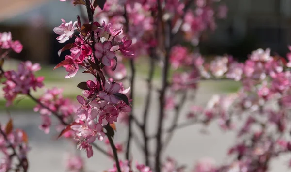 Bloemen op een boom in een park — Stockfoto
