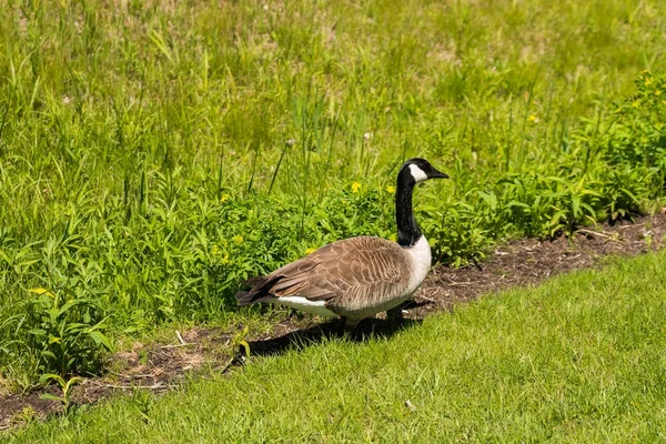 Goos na park v botanické zahradě — Stock fotografie