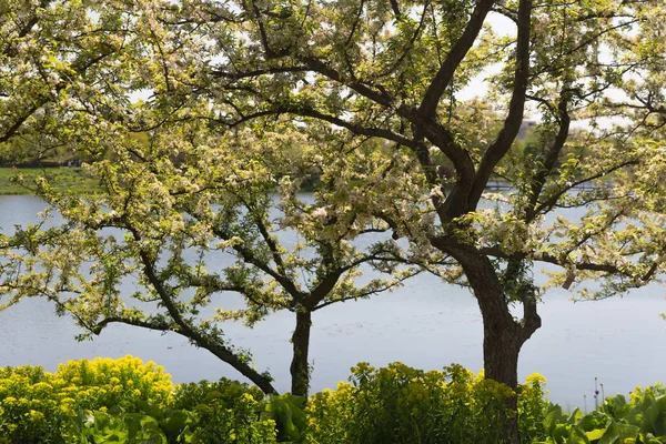 Árboles verdes en el jardín botánico —  Fotos de Stock