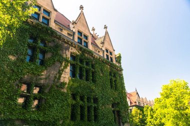 Büyük eski taş duvarda bir sarmaşık ile bina