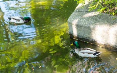 Küçük bir havuzda yüzme ördekler
