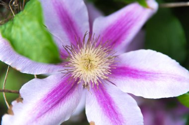 Chicago şehir merkezindeki parkta güzel çiçekler 