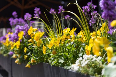 Chicago şehir merkezindeki parkta güzel çiçekler 