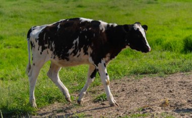Çiftlikte bir sahada büyük inek