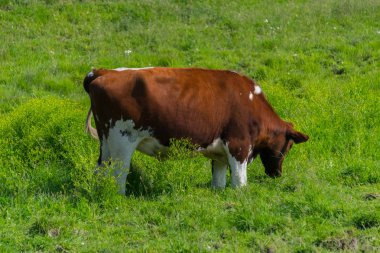 Çiftlikte bir sahada büyük inek