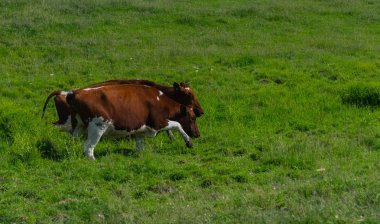 Çiftlikte bir sahada büyük inek