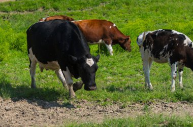 Büyük inekler çiftlikte bir alan üzerine