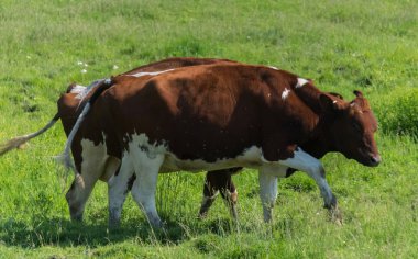 Büyük inekler çiftlikte bir alan üzerine