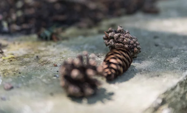 Três cones de abeto caíram do pinheiro que põe sucessivamente — Fotografia de Stock