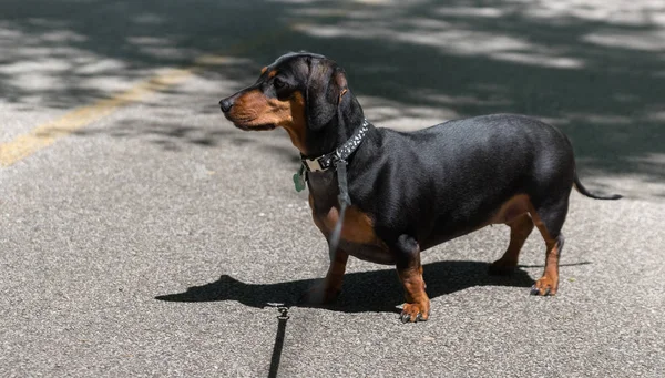 Νέοι μαύρο είδος γερμανικού κυνηγετικού σκύλου σε ένα στενάκι στο πάρκο — Φωτογραφία Αρχείου