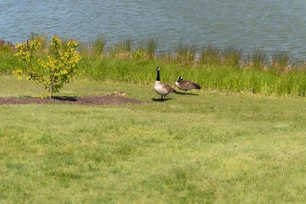 Ganso joven en un lago en el parque —  Fotos de Stock