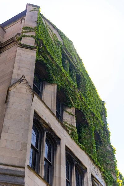 Grande vecchio edificio in pietra con un'edera sul muro — Foto Stock