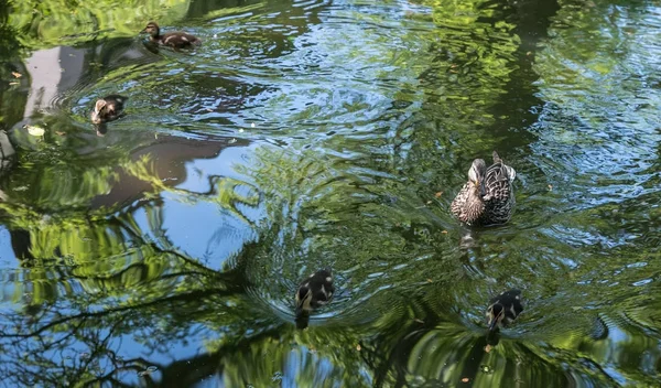 Piccoli anatroccoli che nuotano in uno stagno — Foto Stock