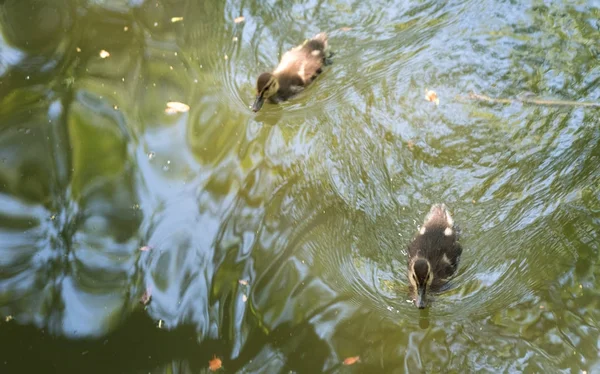 Piccoli anatroccoli che nuotano in uno stagno — Foto Stock