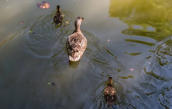 작은 ducklings 연못에서 수영 — 스톡 사진