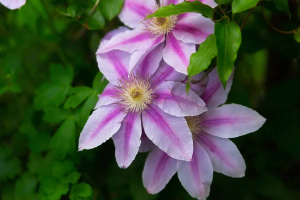 Beautiful flowers in the Chicago downtown park — Stock Photo, Image