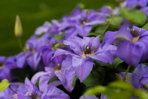 Schöne Blumen im Chicago Downtown Park — Stockfoto