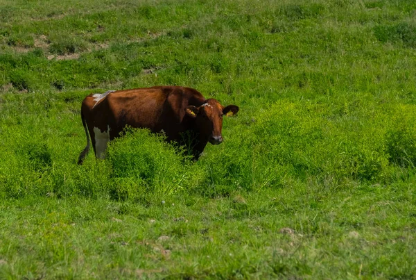 Grote koe op een veld op de boerderij — Stockfoto