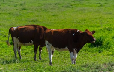 Büyük inekler çiftlikte bir alan üzerine