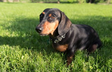 Yeşil çimenlerin üzerinde oturan siyah dachshund