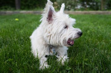 Batı dağlık beyaz korkunç yeşil çimenlerin üzerinde döşeme