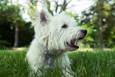 Batı dağlık beyaz korkunç yeşil çimenlerin üzerinde döşeme