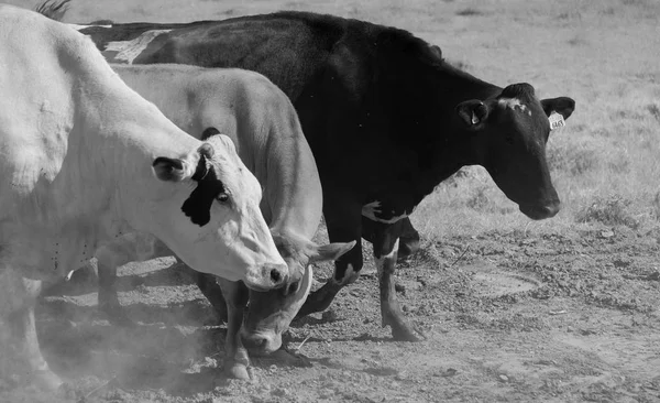 Grandes vaches sur un champ à la ferme — Photo