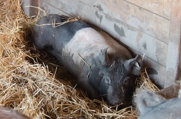 Stora grisar i en lada på gården — Stockfoto