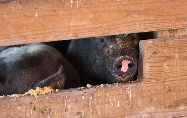 Stora grisar i en lada på gården — Stockfoto