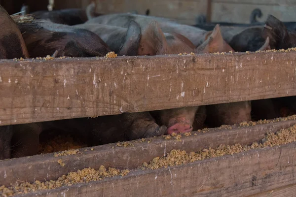 Cerdos grandes en un granero en la granja — Foto de Stock