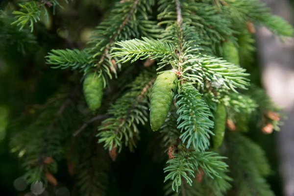 Szyszki małe zielone jodła pine Tree — Zdjęcie stockowe