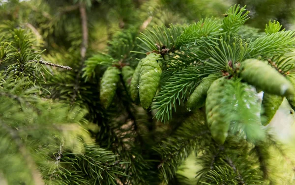 Pequeños conos de abeto verde en un pino —  Fotos de Stock