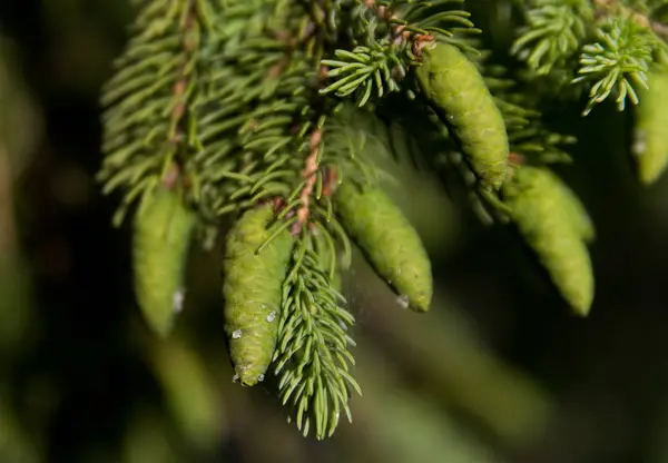 Pequeños conos de abeto verde en un pino —  Fotos de Stock