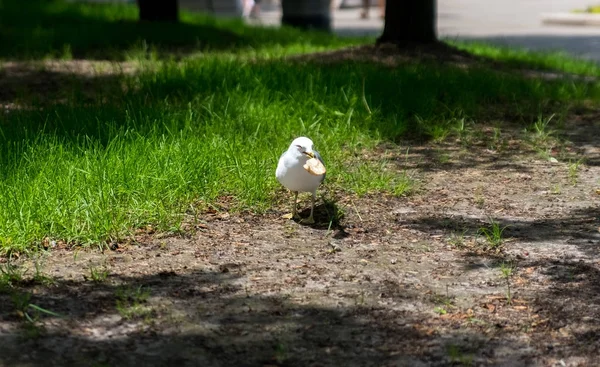 Gaviota blanca comiendo pan en un parque —  Fotos de Stock