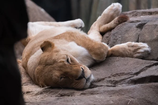 動物園で岩の上に寝ている大人のライオン — ストック写真