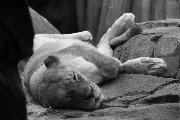 睡在动物园岩石上的成年母狮 — 图库照片